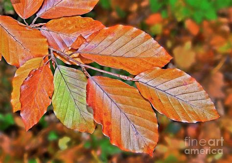 Beech Tree Leaves