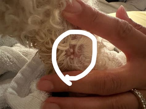 Weird 3 bumps near dogs paw : r/vet