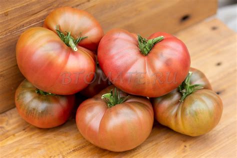 Борония (Boronia Dwarf) — BTomate
