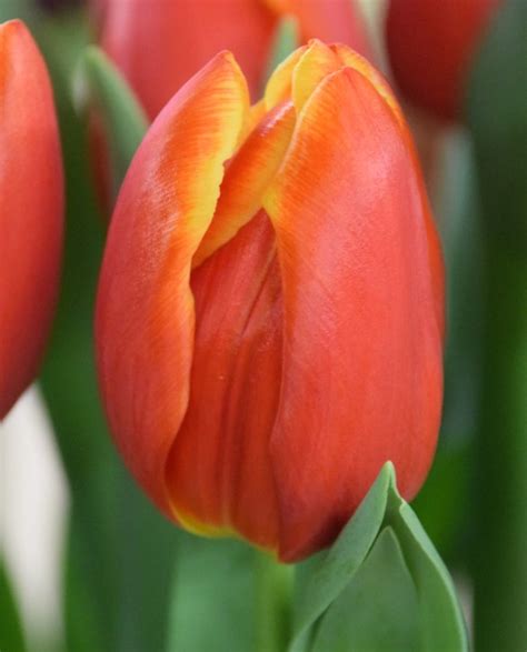 Esta Bonita | Onings Holland Flowerbulbs