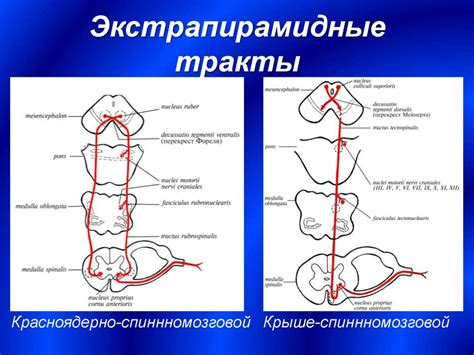 Проводящие пути ЦНС - презентация онлайн