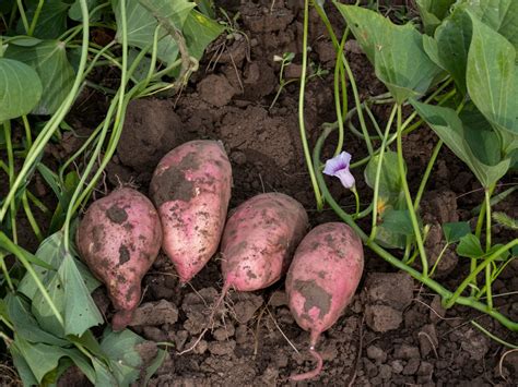Harvesting Sweet Potatoes How To Grow Sweet Potatoes The Diggers