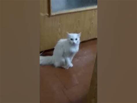 Ходячий кот!) - YouTube