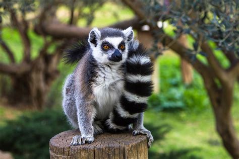 Ring-tailed lemurs are in big trouble - Earth.com