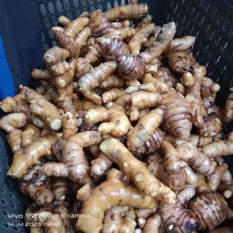 jual kunyit putihtemu putih segar fresh shopee indonesia