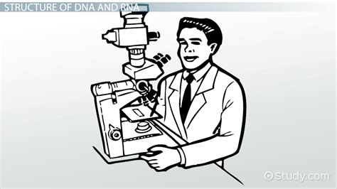 Nucleic Acids: Function & Structure - Video & Lesson Transcript | Study.com