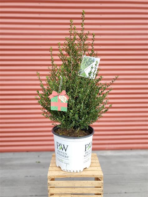 Japanese Holly – Green Promise Farms