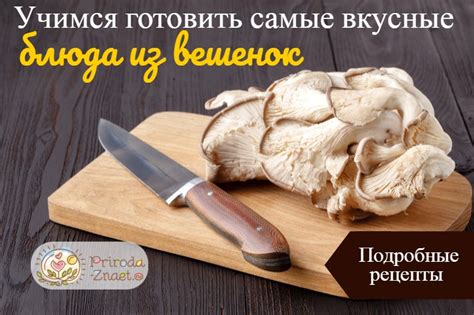 Вешенки – рецепты приготовления закусок, заготовок, первых и вторых блюд