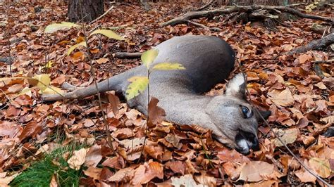 'Zombie Deer Disease' cases on rise—Can this 100% fatal disease infect ...