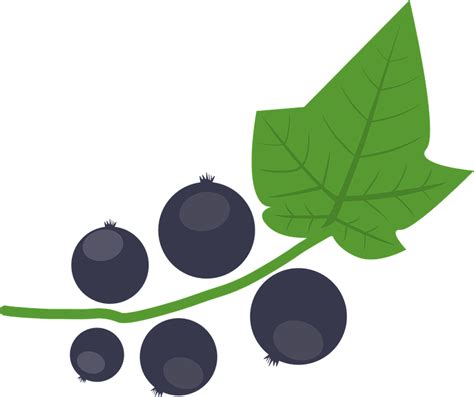 Черная Смородина Ягода Осень - Бесплатная векторная графика на Pixabay