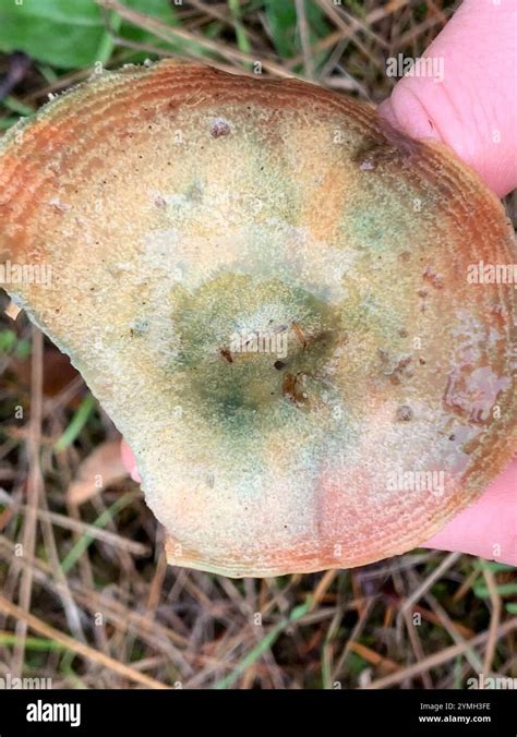 Red-bleeding Milk Cap (Lactarius rubrilacteus Stock Photo - Alamy