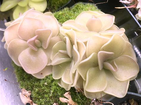 Pinguicula x "Sethos" : SavageGarden