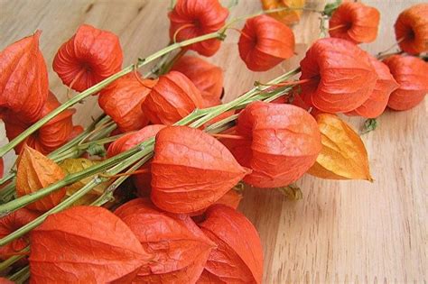 Физалис (70 фото): виды, правильный уход, пересадка и размножение