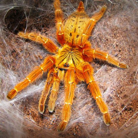 obt orange baboon tarantula rodent kingdom malta