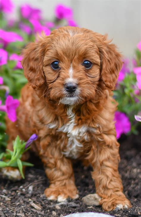 Luna- Cavapoo - All Star Puppies : All Star Puppies