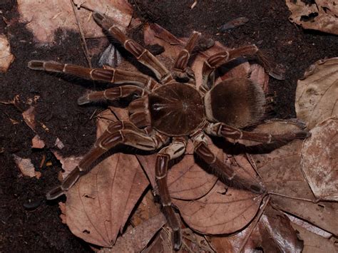 12 types of poisonous spiders