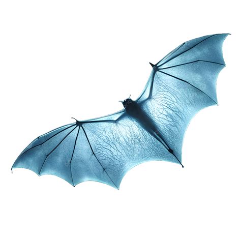 Glowing Bat Wing, Wing, Bat, Halloween PNG Transparent Image and