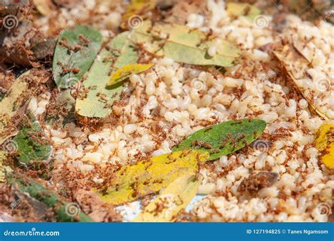 Ant Larvae, Weaver Ants or Green Ants, for Cooking. Local Food O Stock Image - Image of cooking ...