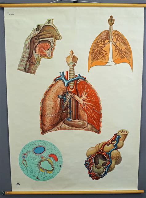 Vintage Mural Medical Poster Anatomical Wall | Grelly USA
