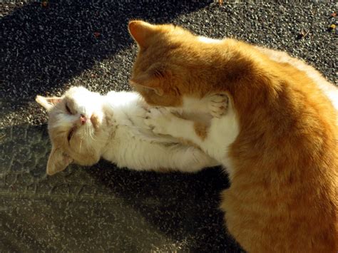 kitty porn | frankieleon | Flickr