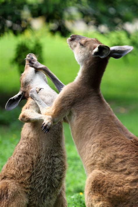 kangaroos fighting image  stock photo public domain photo cc