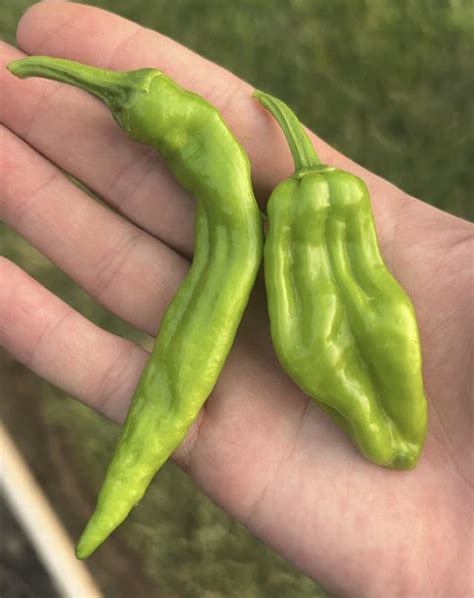 pepperoncini peppers  foods  alyssa geddes blog