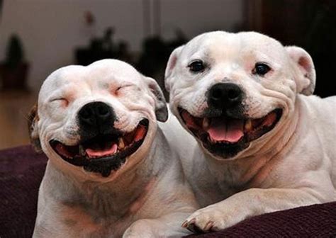 20 Times the Staffordshire Bull Terrier Made Us Smile