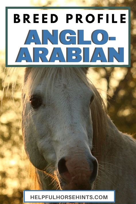 Anglo-Arabian Horse - History, Registration, Costs, & More - Helpful ...