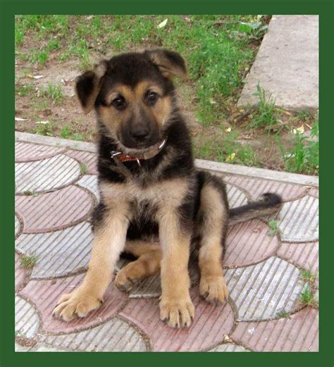 WISHLIST.RU песик