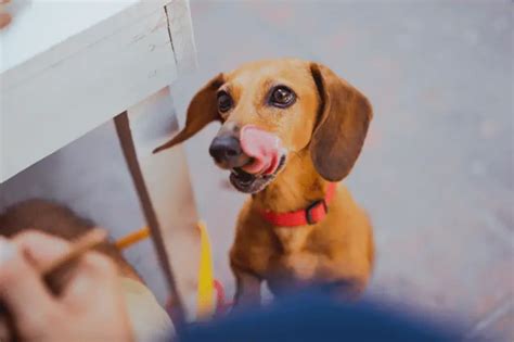 Why are dachshunds so adorable? - dachshund-central