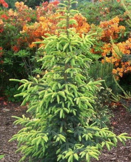 Ель черная `Ауреа`, Picea mariana `Aurea` | СадПарад