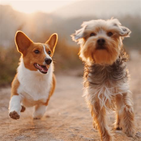 What Dog Breeds Have Naturally Pointed Ears