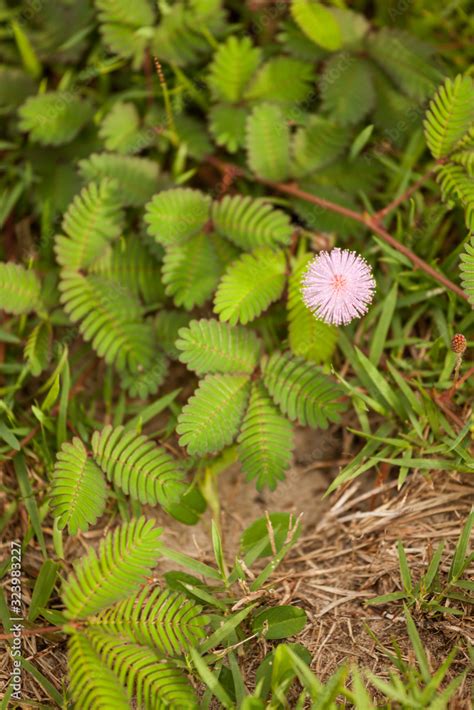 Mimosa pudica blooming wildflower in nature Stock Photo | Adobe Stock