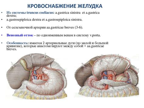 Язвенная болезнь желудка и двенадцатиперстной кишки - online presentation