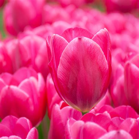 Pink Ardour Tulips | Always Wholesale Pricing | Colorblends®
