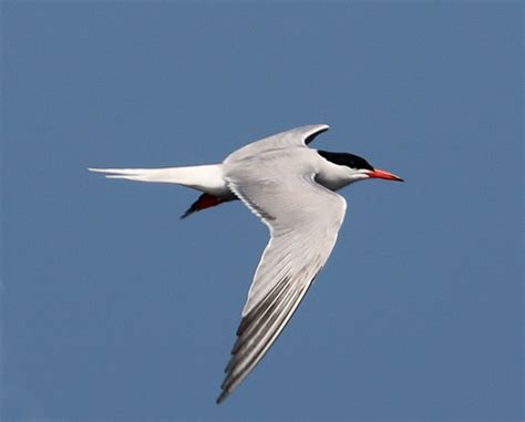 Tern identification: Common and Forster’s Terns » BirdQuiz.net