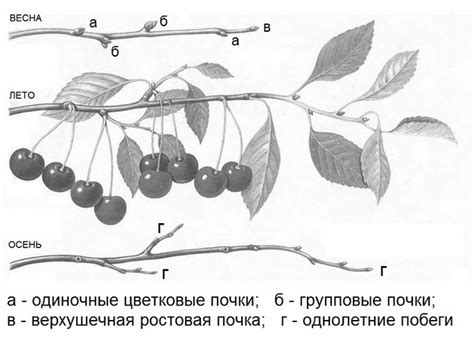 Обрезка вишни древовидных и кустовидных форм