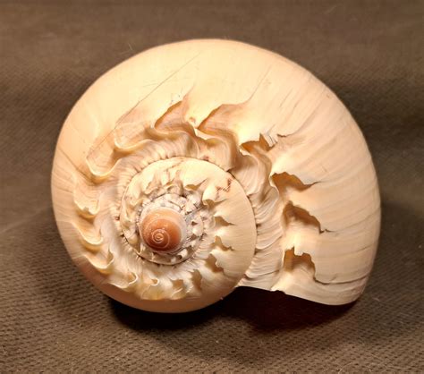 Large Yellow Sea Snail Conch | Collectors Weekly