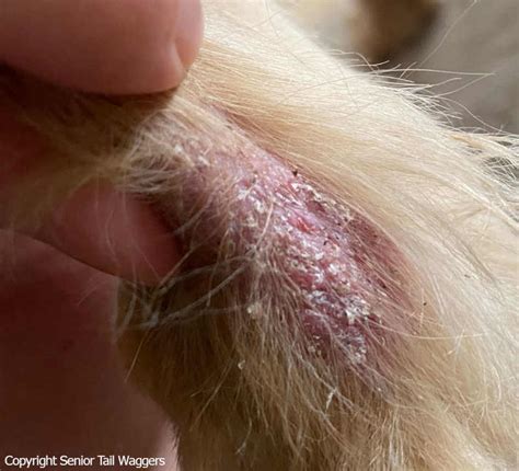What Causes Black Scabs On Dogs Skin