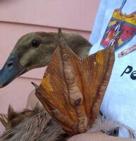 Treating bumble foot in ducks: | BackYard Chickens - Learn How to Raise ...