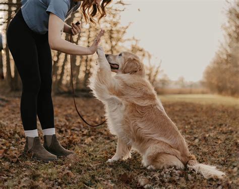 Peak Dog Training | Richmond IN