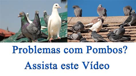 O Que Espanta Pombos Do Telhado - Como espantar pombos do telhado - YouTube