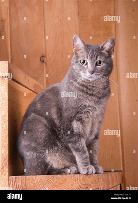 Blue tabby cat sitting on rustic wooden steps Stock Photo - Alamy