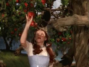 Apple Picking GIF - WizardOfOz Dorothy ApplePicking - Discover & Share GIFs