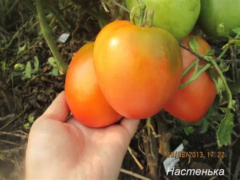 Томат «Настенька»: характеристика сорта, урожайность и вкусовые качества