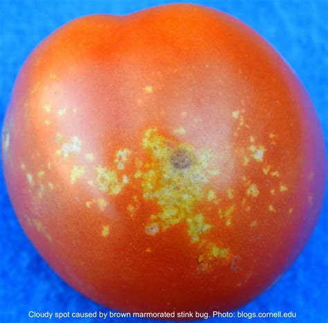 White or Yellow Spots on Tomatoes - Laidback Gardener
