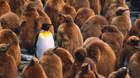 joining  professional group