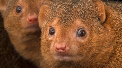Mongooses | National Geographic
