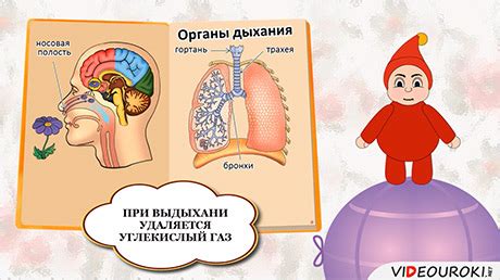 Организм человека