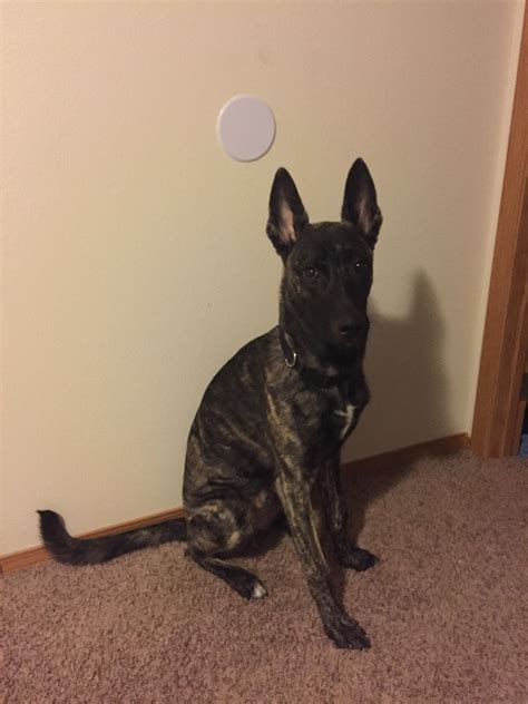 My Belgian Malinois x Dutch Shepherd puppy at 8 months. : r/BelgianMalinois